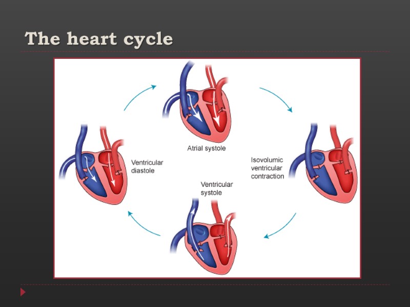 The heart cycle